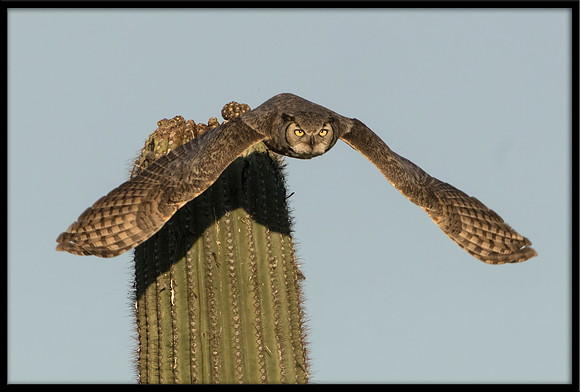 Great Horned Owl