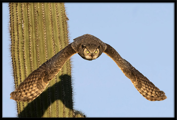 Great Horned Owl