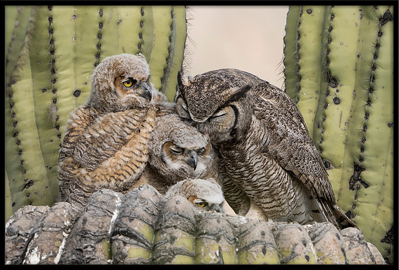 Great Horned Owl Mom Grooming Chick