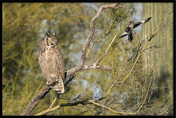 Great Horned Owl Being Harassed By Mockingbird