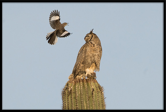 Great Horned Owl Being Harassed By Mockingbird
