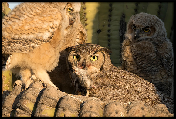 Great Horned Owl Mom With Rat To Feed Chicks