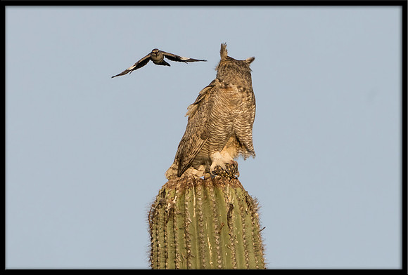 Great Horned Owl Being Harassed By Mockingbird