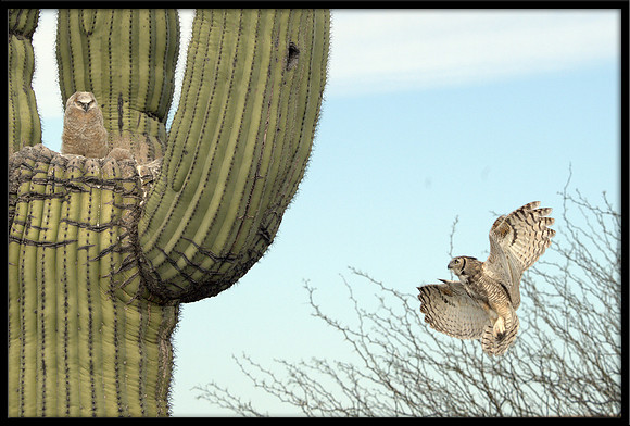 Great Horned Owl Mom Flies To Nest