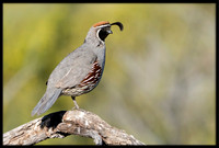 Gambel's Quail