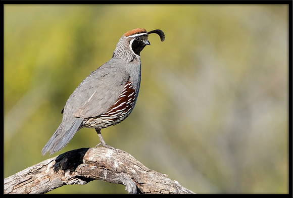 Gambel's Quail