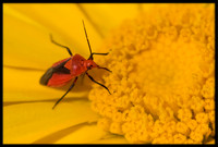 Beetle