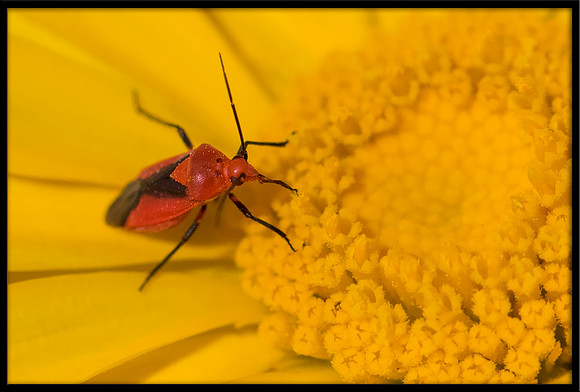 Beetle