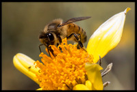 Mason Bee