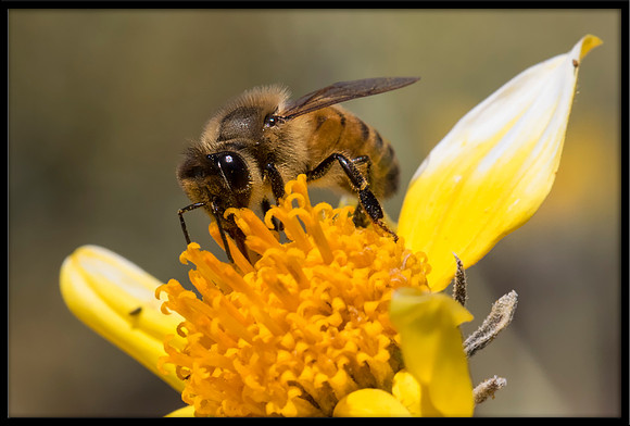 Mason Bee