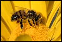 Mason Bee