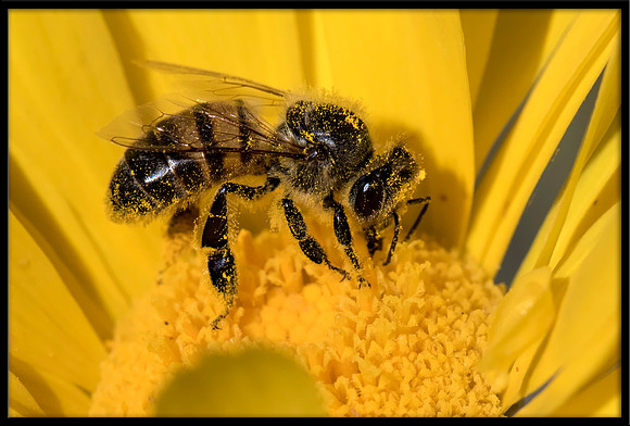 Mason Bee