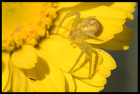 Crab Spider