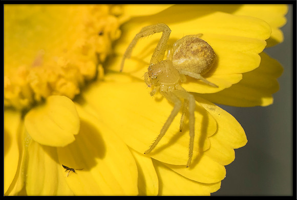 Crab Spider