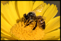 Bees