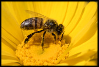 Mason Bee