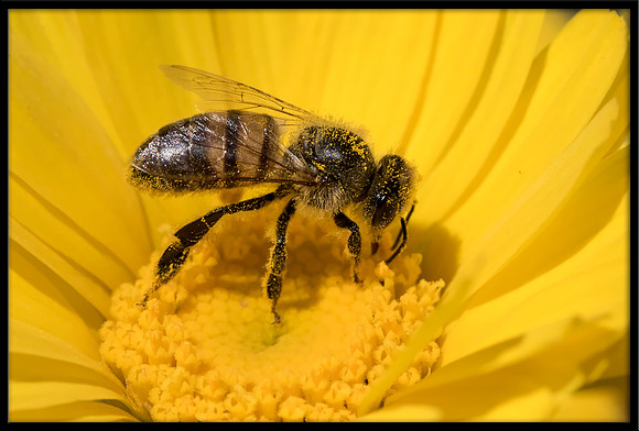 Mason Bee