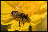 Mason Bee