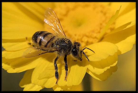 Mason Bee