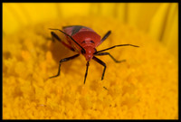 Beetle