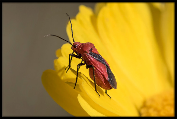 Beetle