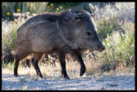 Javelina/Collared Peccary