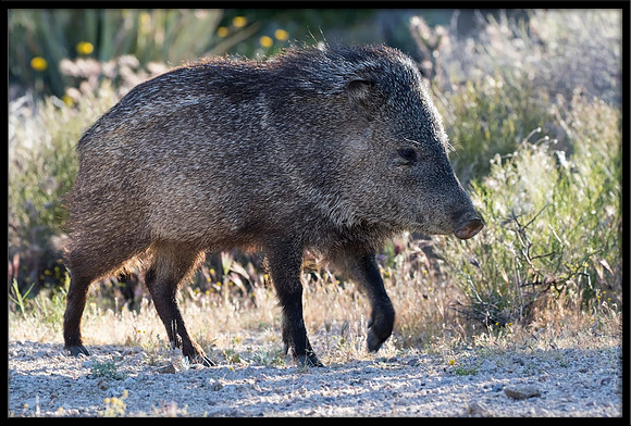 Javelina/Collared Peccary