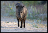 Javelina/Collared Peccary