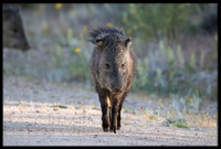 Javelina/Collared Peccary