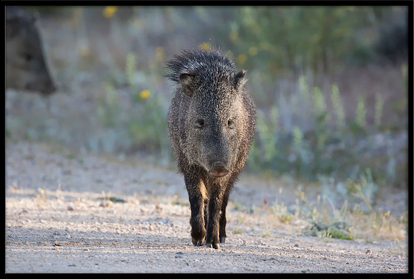 Javelina/Collared Peccary