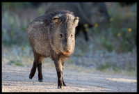 Javelina/Collared Peccary