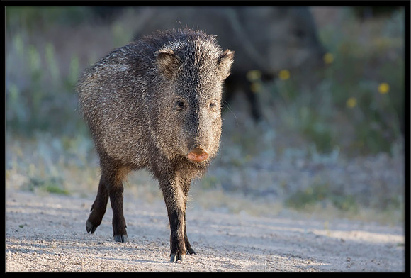Javelina/Collared Peccary