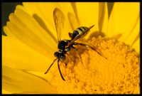 Wasps