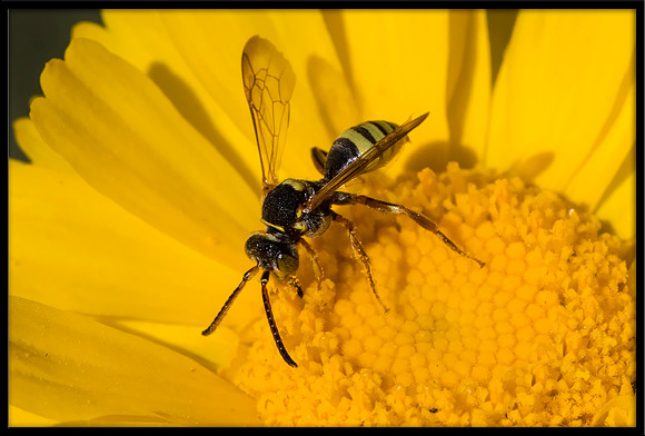 Wasp