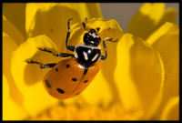 Ladybug