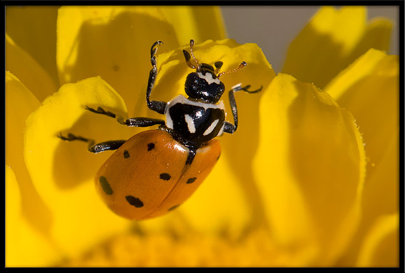 Ladybug