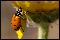 Ladybug