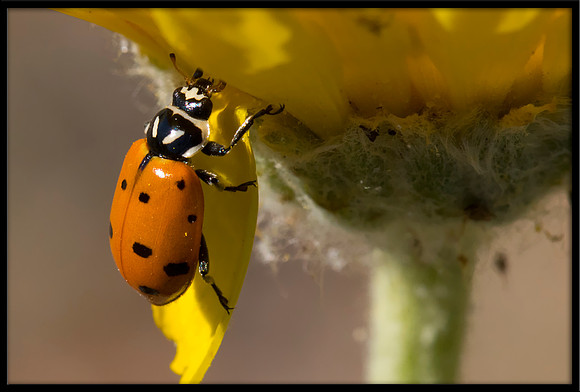 Ladybug