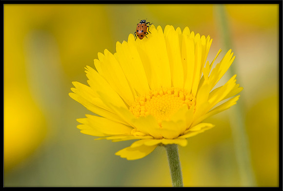 Ladybug