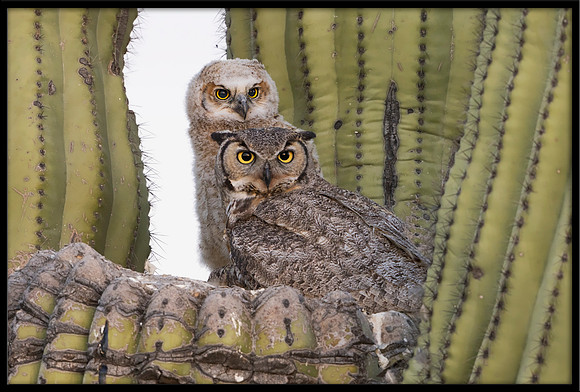 Great Horned Owl Mom In Nest With Chick
