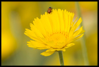 Insects