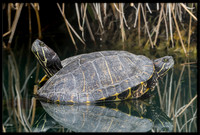 Two-headed Turtle