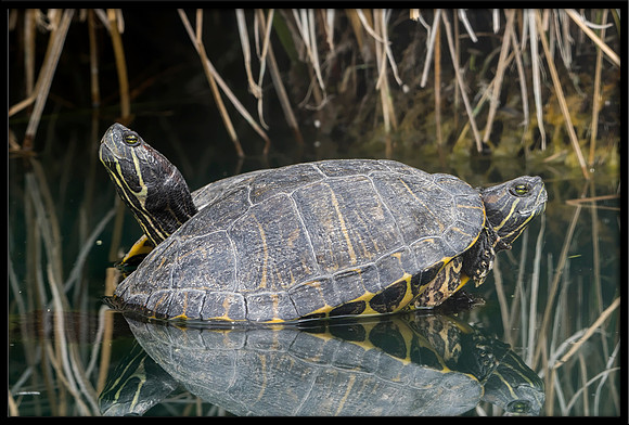 Two-headed Turtle