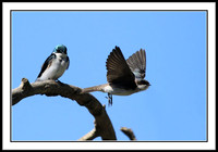 Tree Swallow couple