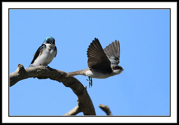 Tree Swallow couple