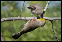 Verdin Feeding Young