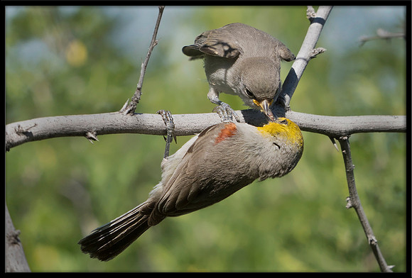 Verdin Feeding Young