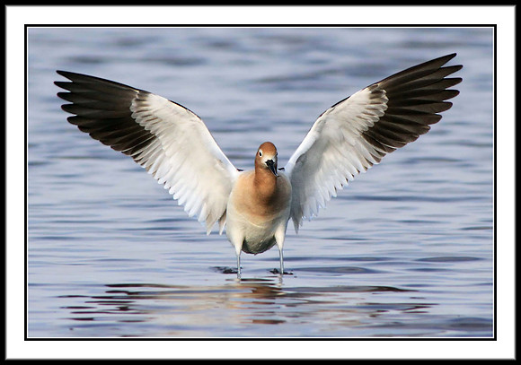 Avocet