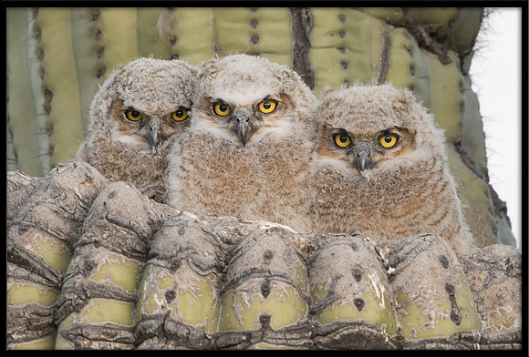Great Horned Owlets Just After Sunrise