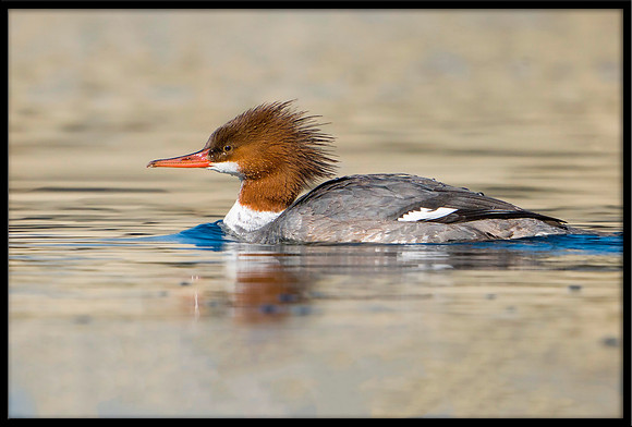 Common Merganser